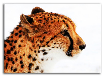 Attēls Attēli Glezna Druka Mākslas druka Polster Kultūra "Abstrakts" Leopards G92781