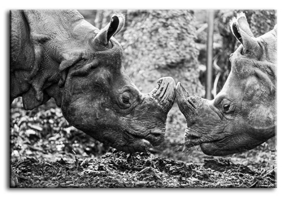 Attēls Attēli Gleznas Ofsets Ofsetpolsteris Kultūra "Abstrakts" Rhino G92851