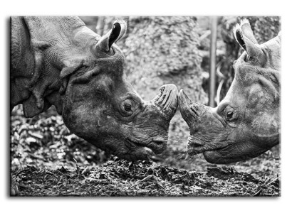 Attēls Attēli Gleznas Ofsets Ofsetpolsteris Kultūra "Abstrakts" Rhino G92851