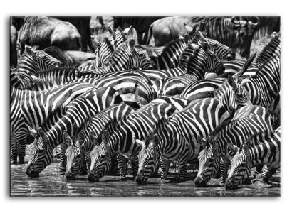Attēls Attēli Glezna Drukāt Mākslas druka Polsteris Kultūra " Abstrakts " Zebra G93266