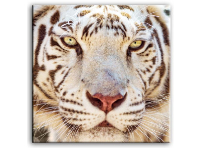 Abstraktie dizainera attēls Attēli Abstraktais glezna Ietvars Tigers Māksla 92837